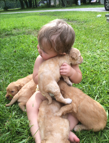 Goldendoodle breeder south carolina
