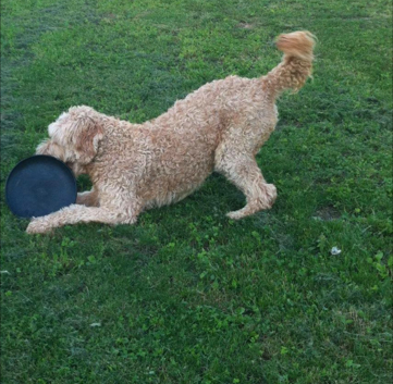 Goldendoodle Puppies South Carolina