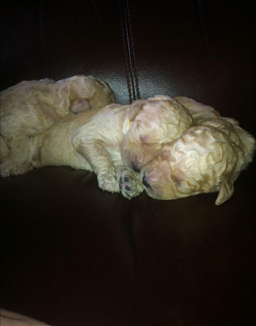 Goldendoodle puppies south carolina
