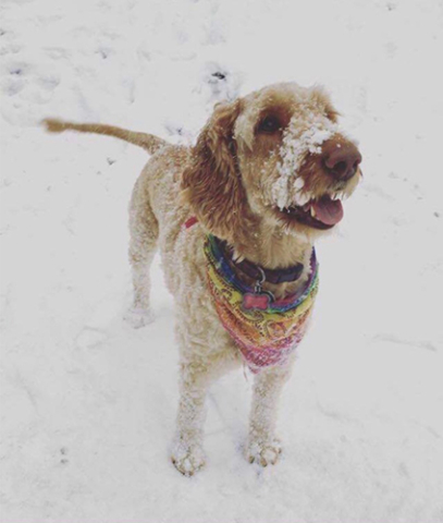 Goldendoodles South Carolina