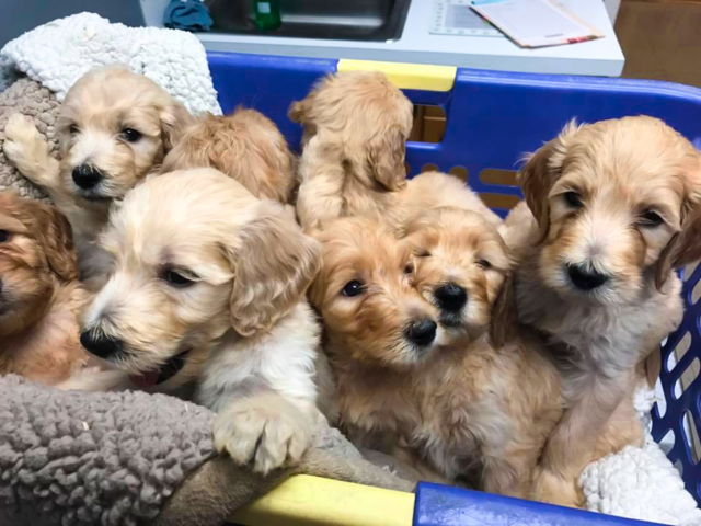 Goldendoodles South Carolina