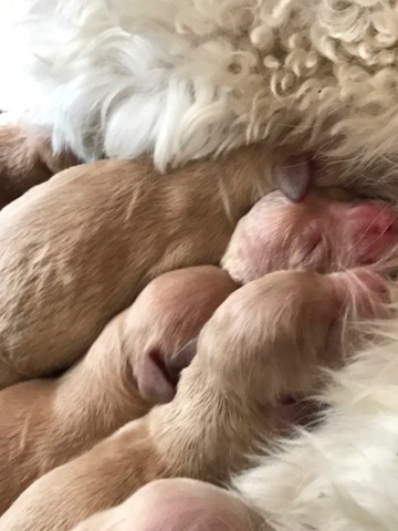 Goldendoodles South Carolina