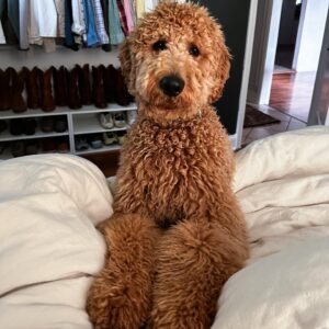 standard goldendoodle