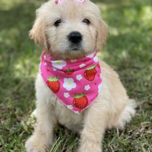 Standard english cream goldendoodles