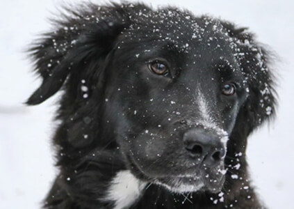 Preparing Your Dog For Snow