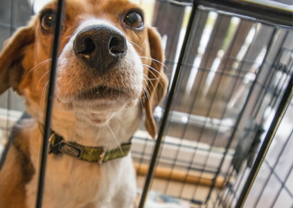 weaning your dog off the crate