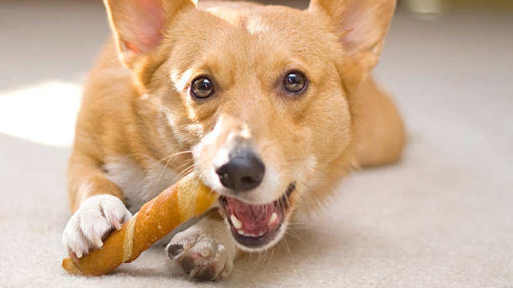 rawhide bad for dogs