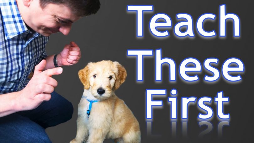 training a puppy