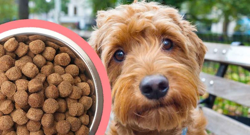 best-puppy-food-for-goldendoodles-long