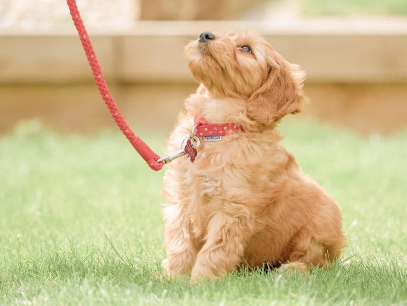 training a Goldendoodle puppy
