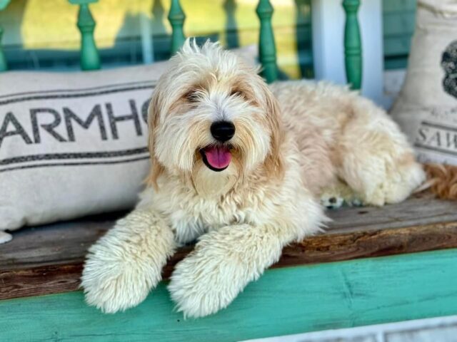Meet Sadie!