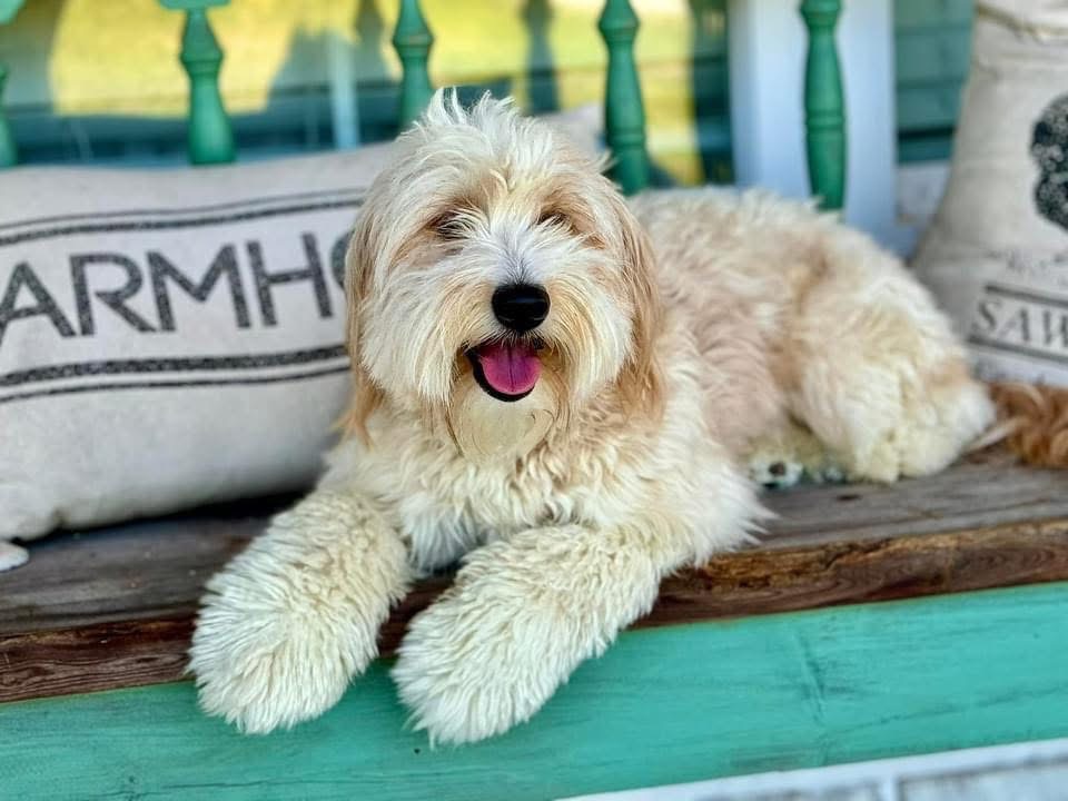Meet Sadie! Sadie is a white-cream mini doodle