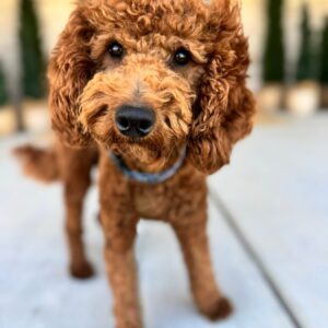 Meet Beau! Beau is a mahogany mini doodle