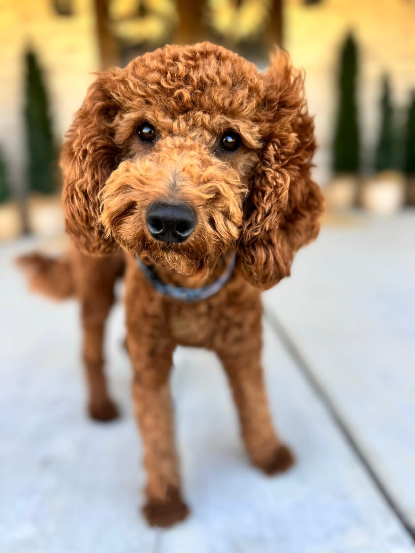 Meet Beau! Beau is a mahogany mini doodle